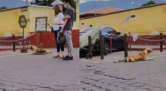 ¡Qué bien actúas! Perrito finge no poder caminar para que le den agua y comida