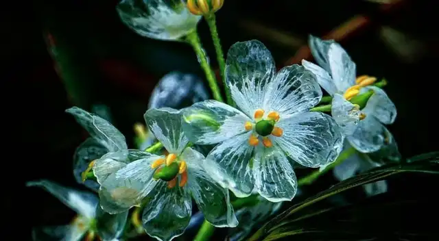 ¿Existe una flor transparente en el mundo? Esto dice la ciencia
