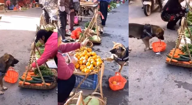 Perrito enternece TikTok al ir solo de compras al mercado