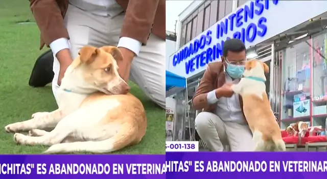 Viral: Insensible dueña deja mascota en veterinaria y luego llama para avisar que no volverá más por él Viral: Insensible dueña deja mascota en veterinaria y luego llama para avisar que no volverá más por él