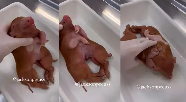 Viral: El asombroso caso del cerdo bebé que nació con ocho patas, dos cuerpos y una sola cabeza