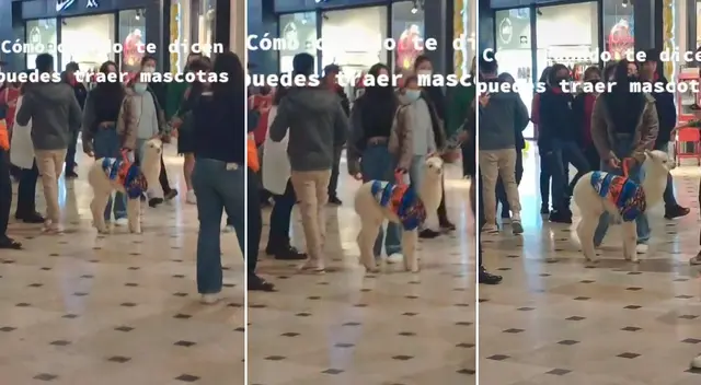 Una llama ha ganado popularidad en TikTok luego de salir a pasear al Jockey Plaza. Una llama ha ganado popularidad en TikTok luego de salir a pasear al Jockey Plaza.