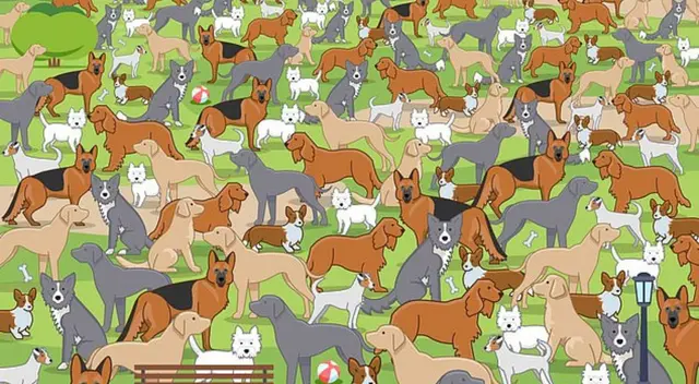 ¿Podrás encontrar al cachorro? Pon a prueba tus habilidades con este reto visual ¿Podrás encontrar al cachorro? Pon a prueba tus habilidades con este reto visual