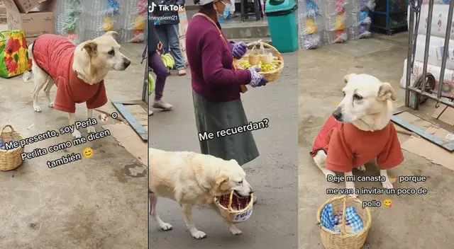 Perrita se vuelve viral por vender caramelos en su canasta Perrita se vuelve viral por vender caramelos en su canasta