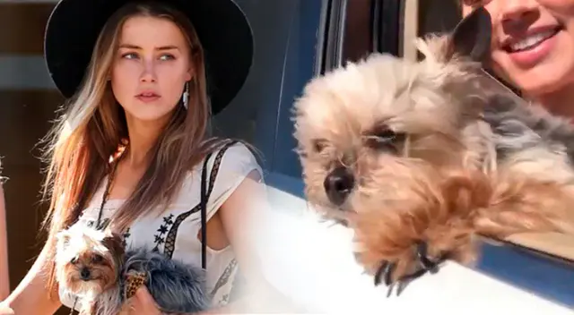 Amber Heard podría parar a la cárcel a causa de denuncias por tráfico de perros