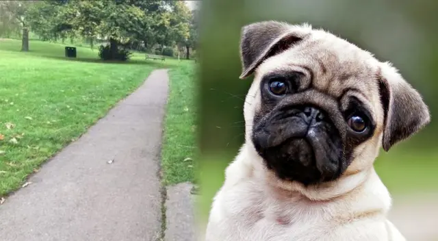Encuentra a la mascota de cuatro patas en tiempo récord ¿Podrás hacerlo? Encuentra a la mascota de cuatro patas en tiempo récord ¿Podrás hacerlo?