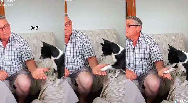 TikTok viral: le pregunta a su perro cuánto es