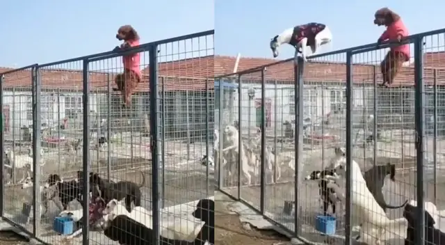 Ni su pequeño tamaño fue impedimento para lograr salir en libertad.