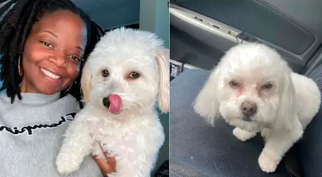 Joven recogió a perro equivocado en peluquería Joven recogió a perro equivocado en peluquería