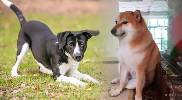 15 Comportamientos extraños de los Perros explicados 15 Comportamientos extraños de los Perros explicados