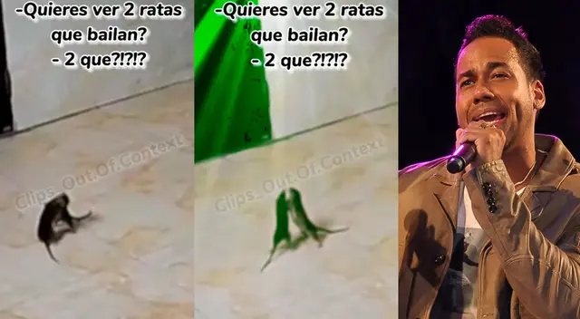 Dos ratas se hicieron famosas en TikTok tras bailar un tema de Romeo Santos Dos ratas se hicieron famosas en TikTok tras bailar un tema de Romeo Santos