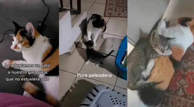 TikTok viral: adoptó gatito para que acompañe a su mascota, no se llevaban bien, pero ahora son inseparables