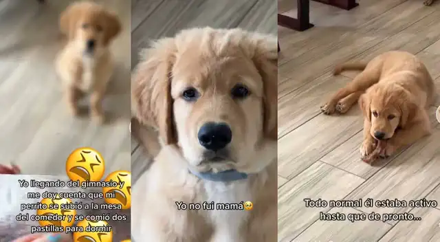 TikTok: Perrito se viraliza tras reacción al comerse por accidente unas pastillas para dormir
