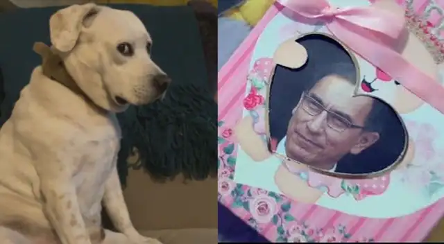Tik Tok:  perrito se enoja cuando su dueña pone 'Bebito Fiu Fiu'