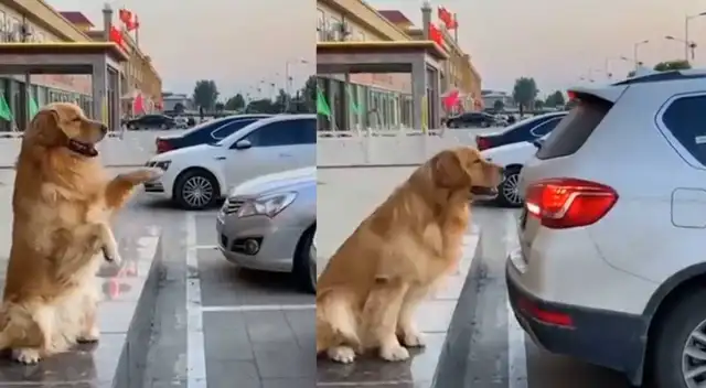Viral: Hábil perrito se vuelve tendencia tras ayudar a conductores a estacionarse