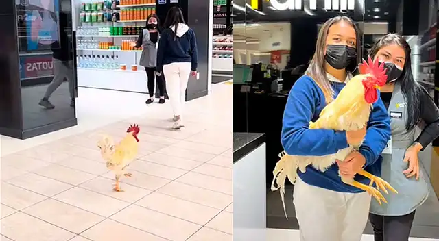 Gallo Claudio fue invitado a centro comercial pet friendly y clientes se toman fotos con él Gallo Claudio fue invitado a centro comercial pet friendly y clientes se toman fotos con él