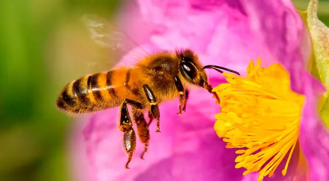 ¿Pueden las abejas reconocer rostros humanos? Esto dice la ciencia ¿Pueden las abejas reconocer rostros humanos? Esto dice la ciencia
