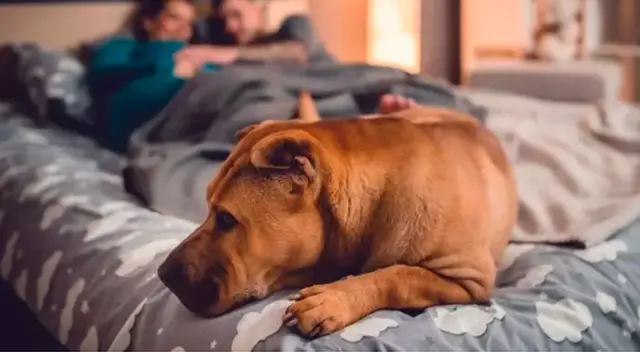 ¿Es malo dormir con mi perro? ¿Cuáles son los riesgos? ¿Es malo dormir con mi perro? ¿Cuáles son los riesgos?