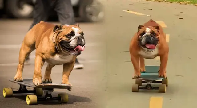Biuf: El perro skater peruano con miles de seguidores ha cumplido 10 años Biuf: El perro skater peruano con miles de seguidores ha cumplido 10 años