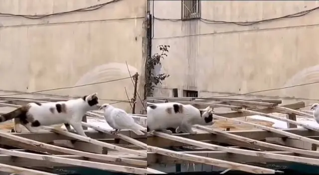 TikTok: gato trepa un techo para TikTok: gato trepa un techo para
