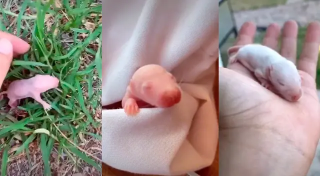 ¿En qué animalito se convirtió? Conoce esta emotiva historia. ¿En qué animalito se convirtió? Conoce esta emotiva historia.