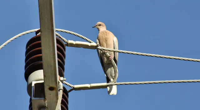 ¿Por qué las palomas se sientan en los cables de luz?