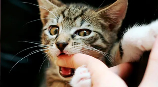 Si tu gato te muerde, esto es lo que realmente significa Si tu gato te muerde, esto es lo que realmente significa