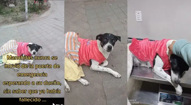 Joven rescató a perrita que esperaba a su dueño fallecido en puerta del hospital Joven rescató a perrita que esperaba a su dueño fallecido en puerta del hospital