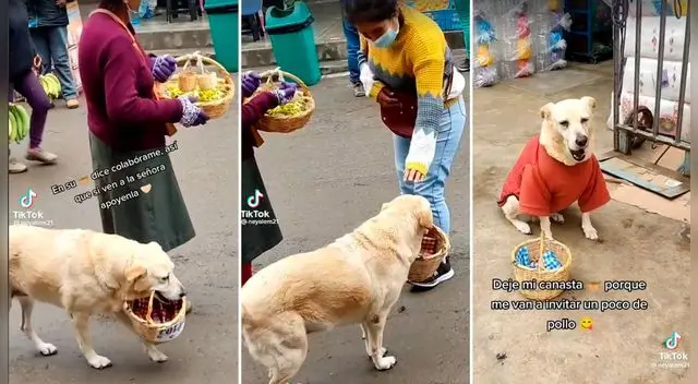Perrito ayuda a su dueña a ganarse el pan del día. Su historia fue compartida en TikTok.