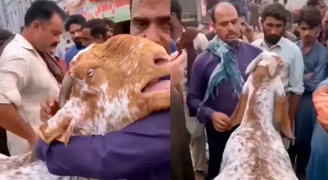 Una cabra soltó un llanto desgarrador al enterarse que se alejará de su dueño