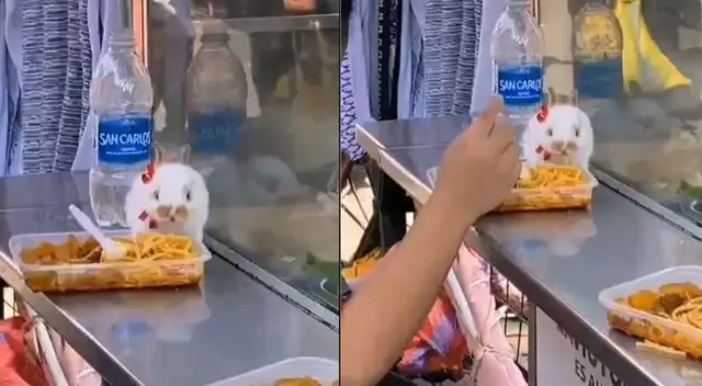 Joven es captada compartiendo tu plato de comida con su conejo - VIDEO Joven es captada compartiendo tu plato de comida con su conejo - VIDEO
