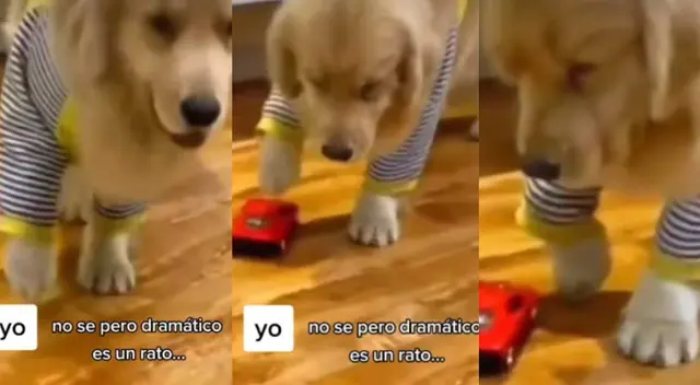 ¡Le ganó a Neymar! Perrito es 'atropellado' por carro de juguete y su reacción se viraliza ¡Le ganó a Neymar! Perrito es 'atropellado' por carro de juguete y su reacción se viraliza