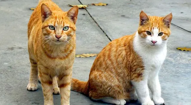 Cómo conocer mejor a tu gato, según su raza Cómo conocer mejor a tu gato, según su raza