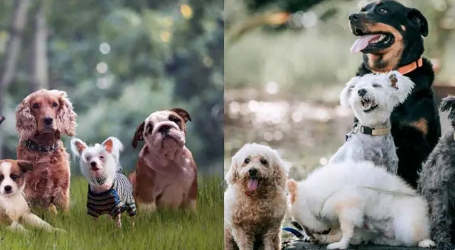 Día Mundial del Perro: ¿Por qué se celebra cada 21 de julio? Día Mundial del Perro: ¿Por qué se celebra cada 21 de julio?