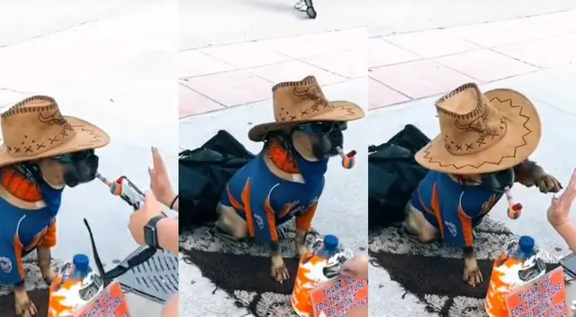 TikTok: Perrito se viraliza tras darle la pata solo a los que le dan dinero TikTok: Perrito se viraliza tras darle la pata solo a los que le dan dinero