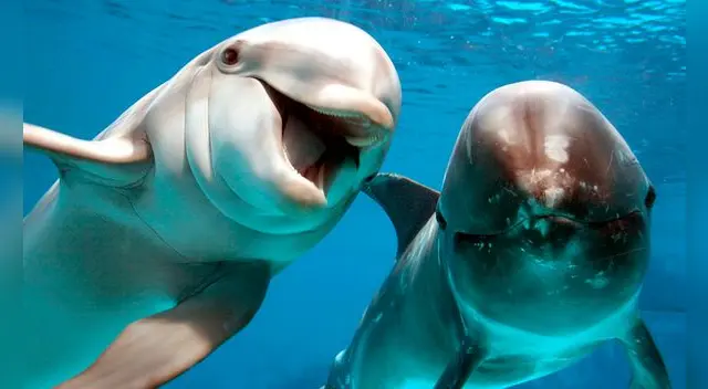 Cinco datos que no sabías de los delfines