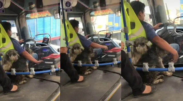 Chófer llevar a sus perritos en su micro para no dejarlos solos en casa - VIDEO Chófer llevar a sus perritos en su micro para no dejarlos solos en casa - VIDEO