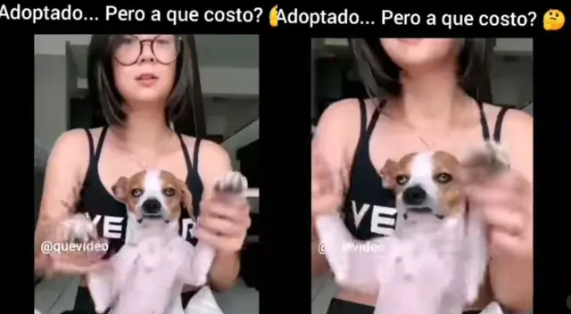 Joven obliga a bailar a su perrito, pero su reacción es viral en redes sociales - VIDEO Joven obliga a bailar a su perrito, pero su reacción es viral en redes sociales - VIDEO