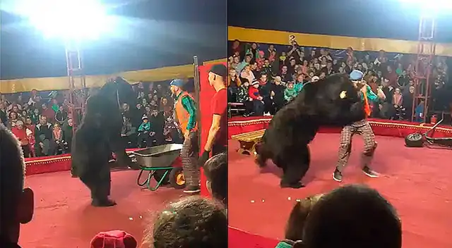 Rusia: Oso atacó a domador en plena función de circo causando pánico en los presentes Rusia: Oso atacó a domador en plena función de circo causando pánico en los presentes