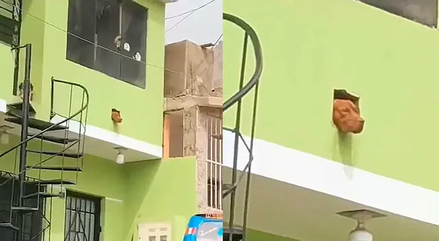 Perro usa el hueco de una casa para dar vigilancia extrema las 24 horas Perro usa el hueco de una casa para dar vigilancia extrema las 24 horas