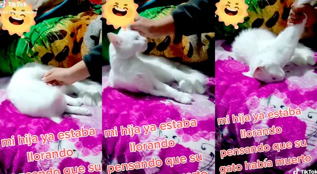 El gatito estaba en un sueño profundo mientras que su dueña no lograba despertarlo.