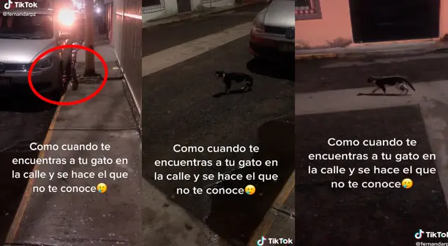 TikTok viral: se topa con su gato en la calle y este 'finge' no conocer a su dueña para no ser castigado TikTok viral: se topa con su gato en la calle y este 'finge' no conocer a su dueña para no ser castigado
