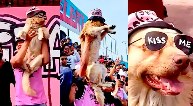 Conoce la historia de 'Oso', el perro que se ha robado el corazón de los hinchas del Boys.