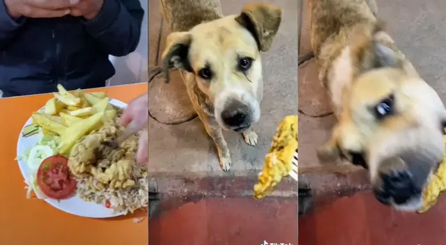 Joven le quita el pollo broaster a su amigo para dárselo a un perro sin hogar - VIDEO