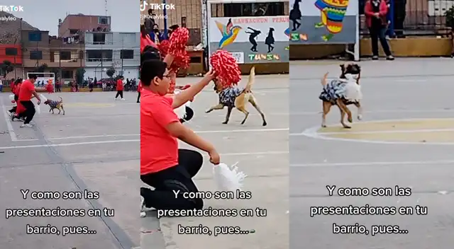 Un perrito fue la verdadera sensación de un presentación por Fiestas Patrias. Un perrito fue la verdadera sensación de un presentación por Fiestas Patrias.