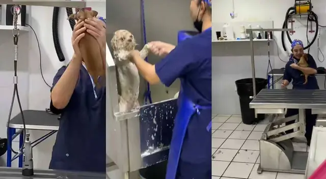 TikTok: Veterinario se vuelve tendencia por curiosa forma de atender a sus pacientes