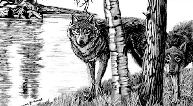 Demuestra que eres el mejor y encuentra a los dos lobos escondidos. Demuestra que eres el mejor y encuentra a los dos lobos escondidos.