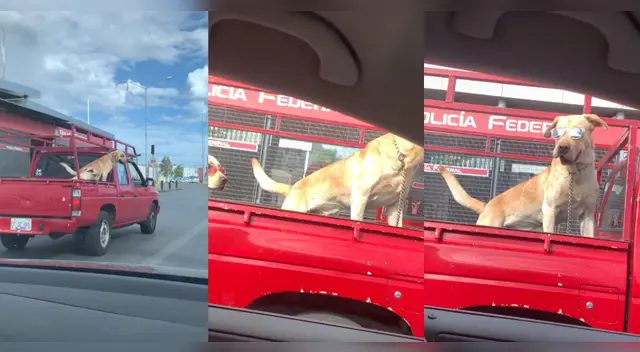 Perritos a la moda se viralizan en TikTok