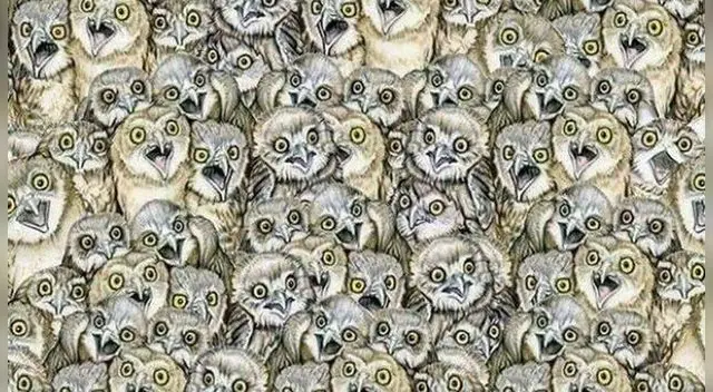 ¿Ves al gato escondido entre la multitud de búhos? ¿Ves al gato escondido entre la multitud de búhos?