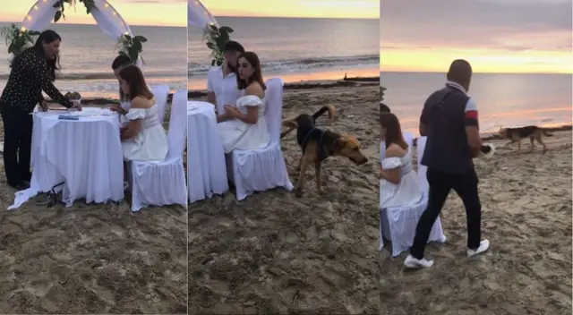 Perrito interrumpió boda que se realizaba en la playa y es viral - VIDEO Perrito interrumpió boda que se realizaba en la playa y es viral - VIDEO